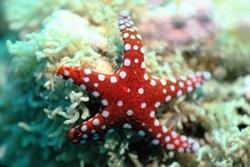 Dive Centre Equinox, Marsa Alam - Red Sea.